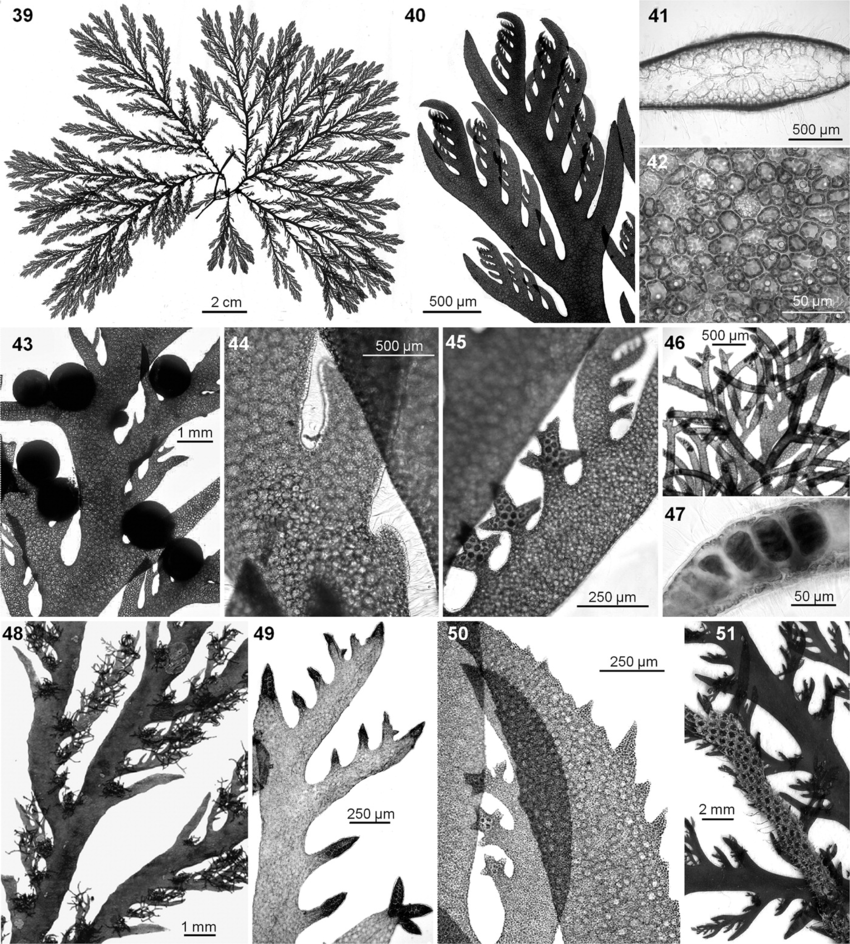 Seaweed scans